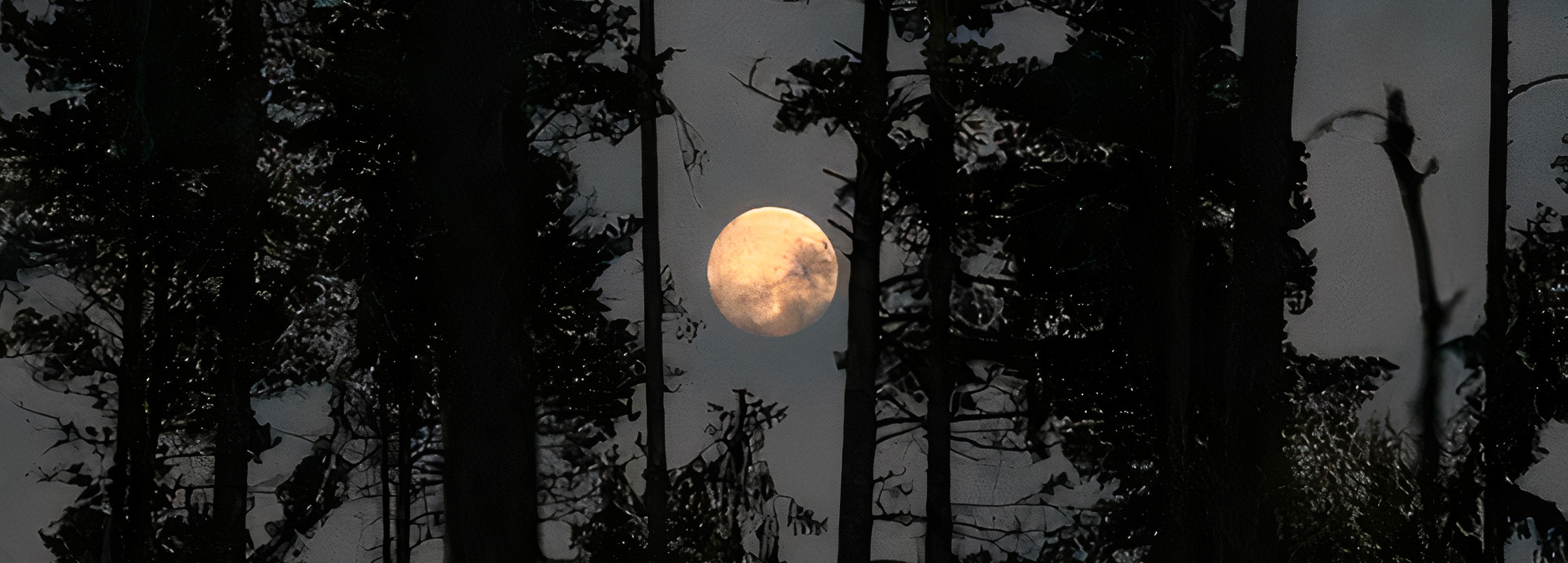In the Moonlight